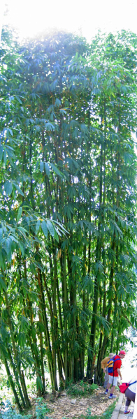 bambous_edited